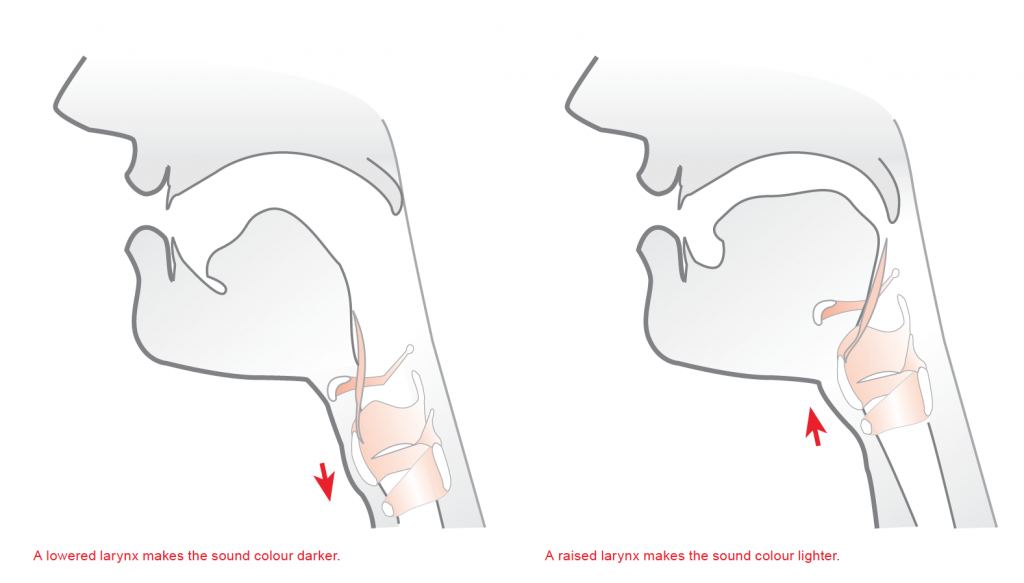 Vocal Resonance Diagram of Vocal Chords